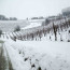 La potatura invernale